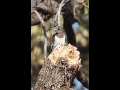 Immature Red-Headed Woodpecker showing some of its red neck feathers