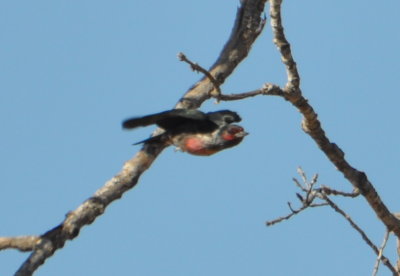Lewis's Woodpecker in flight showing color variations