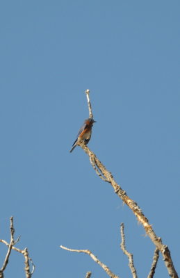 Eastern Bluebird