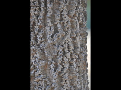Interesting tree bark