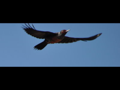 Lewis's Woodpecker in flight
