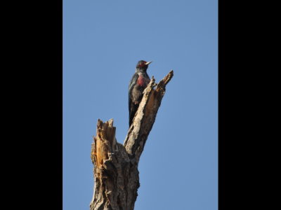 I walked around to the east side of a ravine below the big dead tree to get a photo from a different angle and the Lewis's Woodpecker obliged by flying to the top of a closer snag.