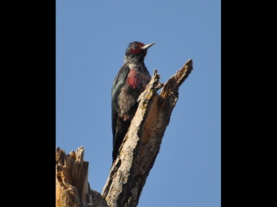 Lewis's Woodpecker