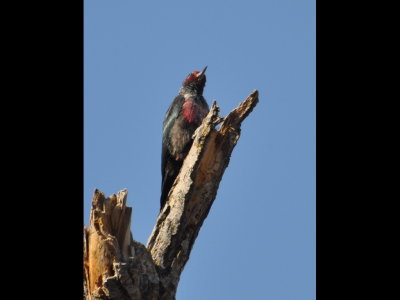 Red on the face and breast of the Lewis's Woodpecker at Lake Carl Blackwell