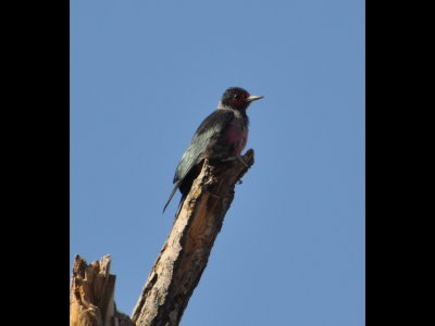 Lewis's Woodpecker