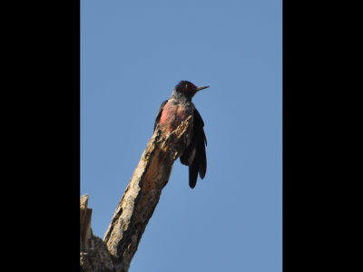 Lewis's Woodpecker