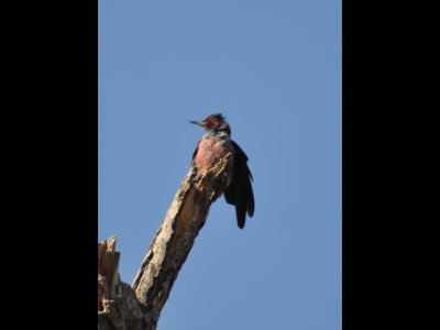 Lewis's Woodpecker