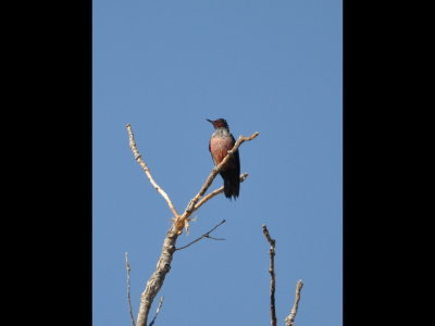 The Lewis's Woodpecker finally flew back to the big dead tree, so I took a few last photos and walked back to the car.