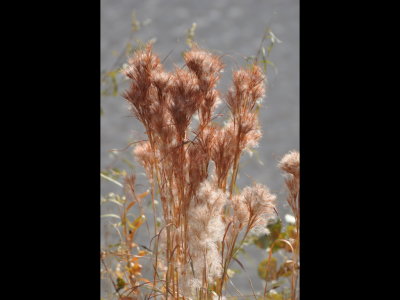 We walked along a dike near the lake store and saw these colorful grasses.