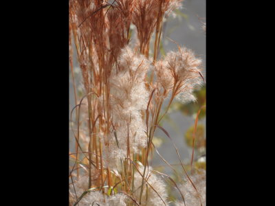 Colorful shoreline grass at Lake Carl Blackwell