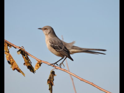 The red-eyed mocker stayed close to a bramble bush on the dike, but came out for a look at us.