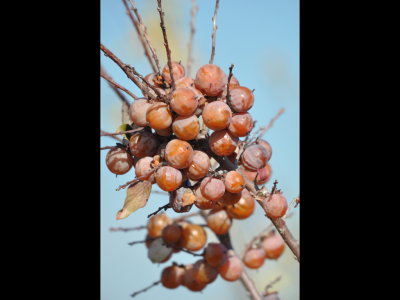 Mary found these ripe-looking persimmons on a small tree near the water.