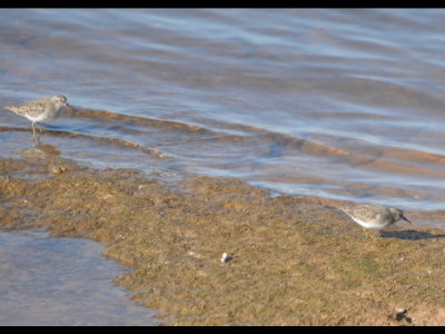 Along another dike, projecting north into the lake, we saw these two Least Sandpipers.