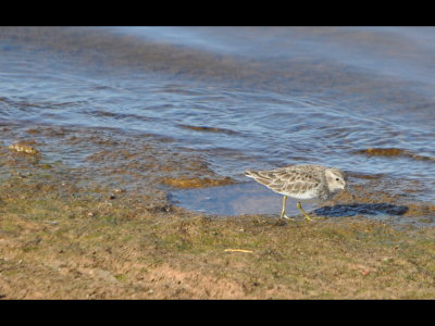 Least Sandpiper, Lake Carl Blackwell, OK