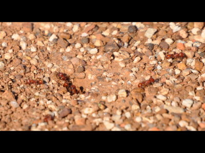 Mary liked the shadow of Harvester ant antennae in this photo.