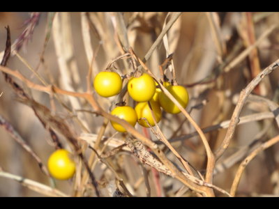 Nightshade fruit along the dike