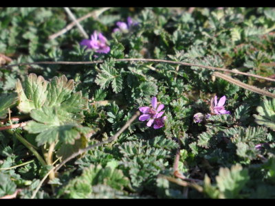 Low-growing purple flower, Lake Carl Blackwell, OK
