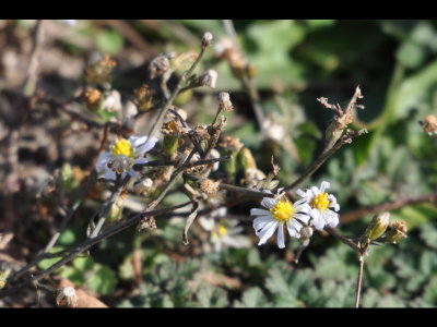 Low-growing aster-like flower, Lake Carl Blackwell, OK