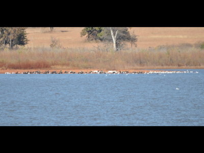 Across Lake Carl Blackwell to the north, we saw 6 American White Pelicans, about 40 Double-crested Cormorants and 60 or more gulls.