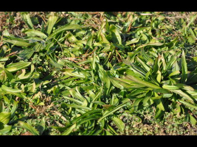 Low-growing grass on the dike at Lake Carl Blackwell, OK