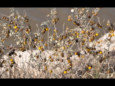 There was a lot of nightshade growing along the edge of the dike.