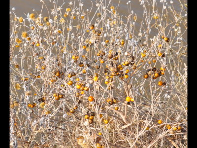 More nightshade fruit
