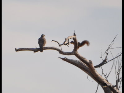 We were about to leave when we heard the cry of a hawk and Mary spotted this Prairie Falcon observing, and being observed by, a squirrel.