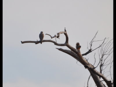 Prairie Falcon and squirrel, Lake Carl Blackwell, OK