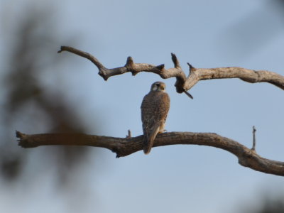 A Prairie Falcon had been reported at Lake Carl Blackwell and we were pleased to locate it.