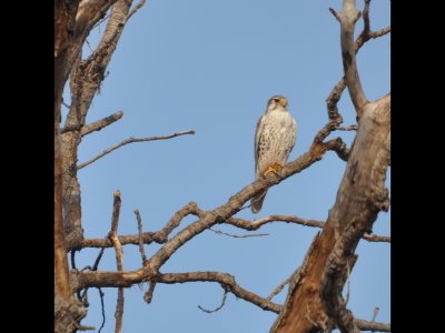 The Prairie Falcon flew to the big dead tree where we had seen the Lewis's Woodpecker earlier.
