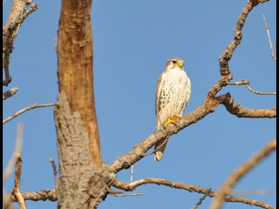 Prairie Falcon, Lake Carl Blackwell, Payne County, OK