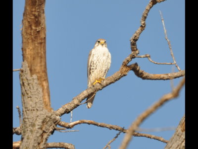 Prairie Falcon