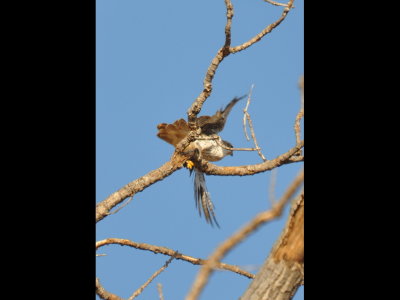 As the Prairie Falcon flew away, we got a glimpse of the colors in its tail.