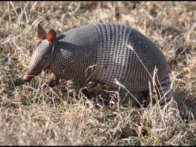 As we drove out of the lake area, we spotted this armadillo near where we had seen two of them one of the last times we were at the lake.