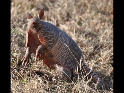 This one reared up on its hind legs and sniffed the air as if to get a sense of us.