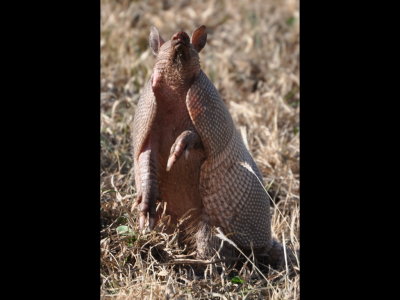 Armadillo on the west side of the road into Lake Carl Blackwell, OK