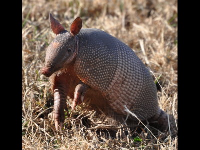 Armadillo