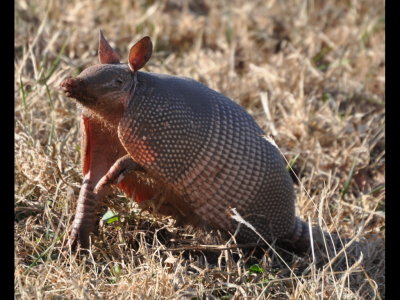 Armadillo