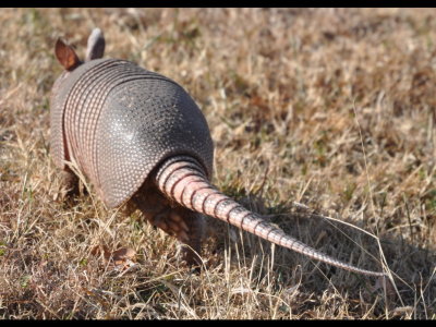 Armadillo, Lake Carl Blackwell, Payne County, OK