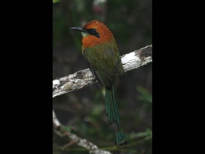 Broad-billed Motmot, note the green chin whiskers.
In the tree in the courtyard below the dining room in a drizzle