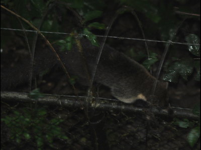 Coatimundi climbing along the top of the fence around the compound
