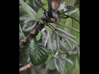 Seed pods on the Cecropia tree; a favorite bird food