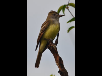 Great crested Flycatcher
Seen out the dining room window at Canopy Tower