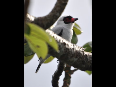 Male Masked Tityra
Canopy Tower, Panama