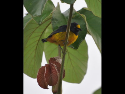 Adult male Fulvous-vented Euphonia