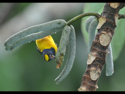 Thick-billed Euphonia
eating seeds of Cecropia