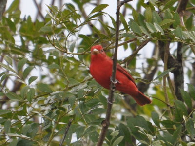 Male Summer Tanager at Canopy Tower