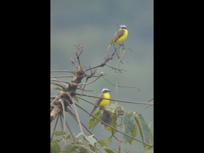 A pair of Social Flycatchers