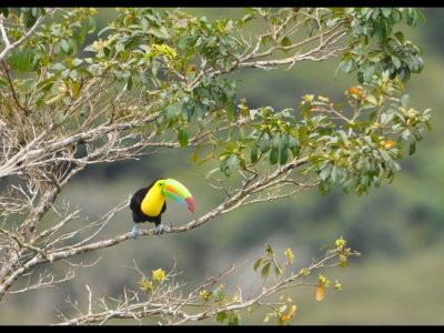 Keel-billed Toucan
from the deck of the Canopy Tower