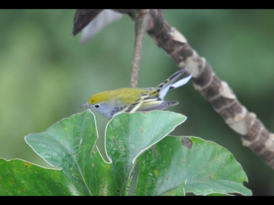 Immature female Chestnut-sided Warbler